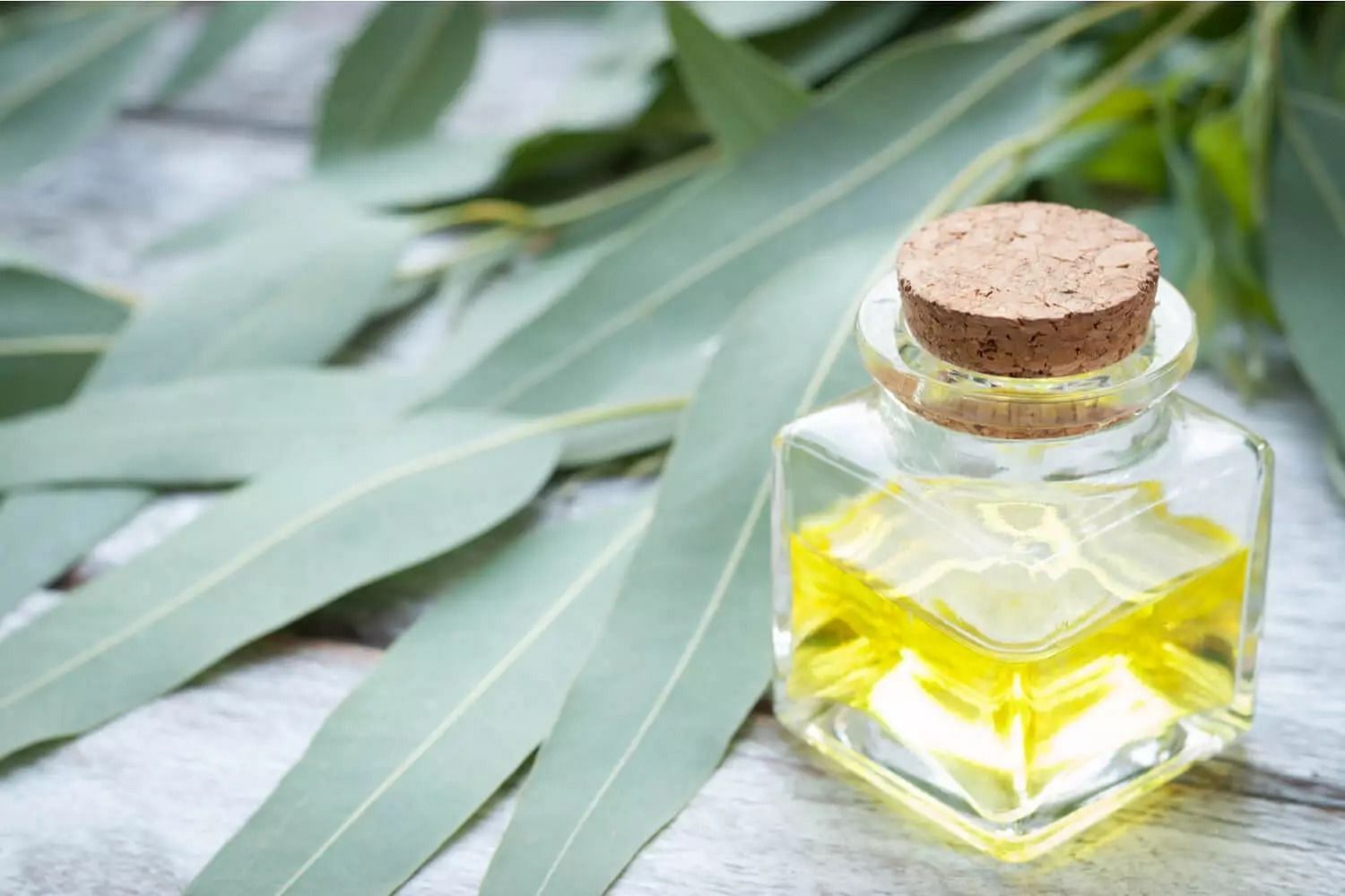 Uses of eucalyptus oil (Image via Getty Images)